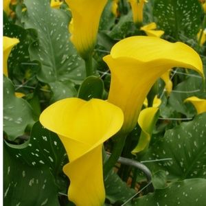 Meet your Posher, Omosefe